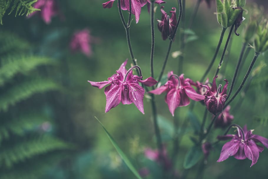 pink flowered plant, growth, beauty in nature, close-up, flowering plant HD wallpaper