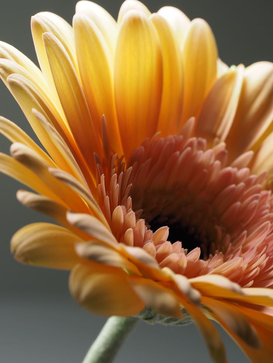 Macro Photography of Yellow Gerbera Flower, beautiful, bloom HD wallpaper