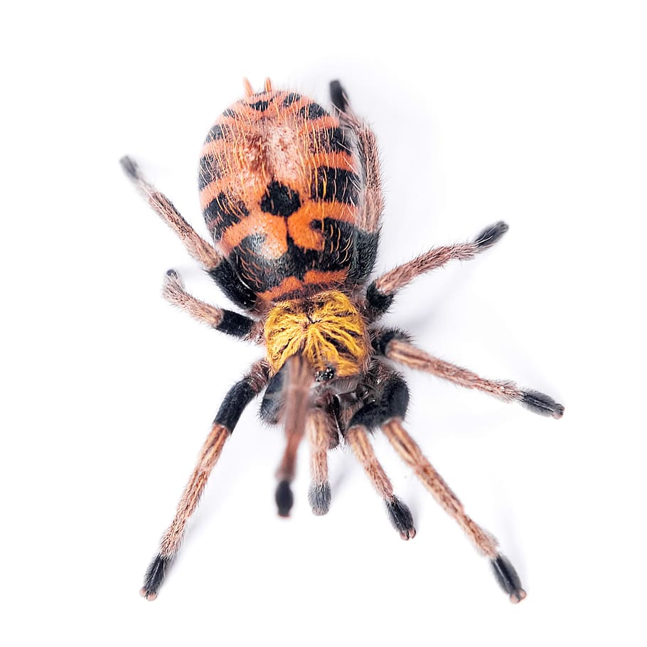 spider, white, isolated, macro, nature, web, animal, funnel HD wallpaper