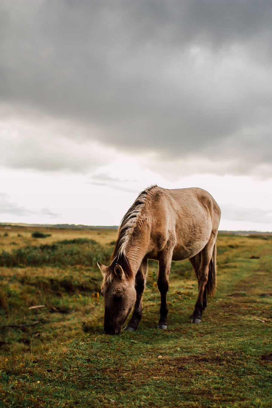 nature, horse, animal, animal themes, mammal, cloud - sky, domestic animals HD wallpaper
