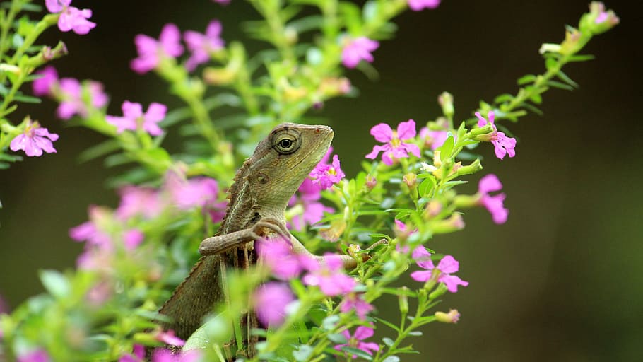 lizard, garden, flowers, reptile, beautiful, nature, animal, HD wallpaper