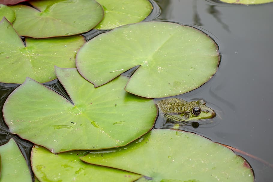 frog, gerardo, mare, green, water lilies, nature, green color HD wallpaper