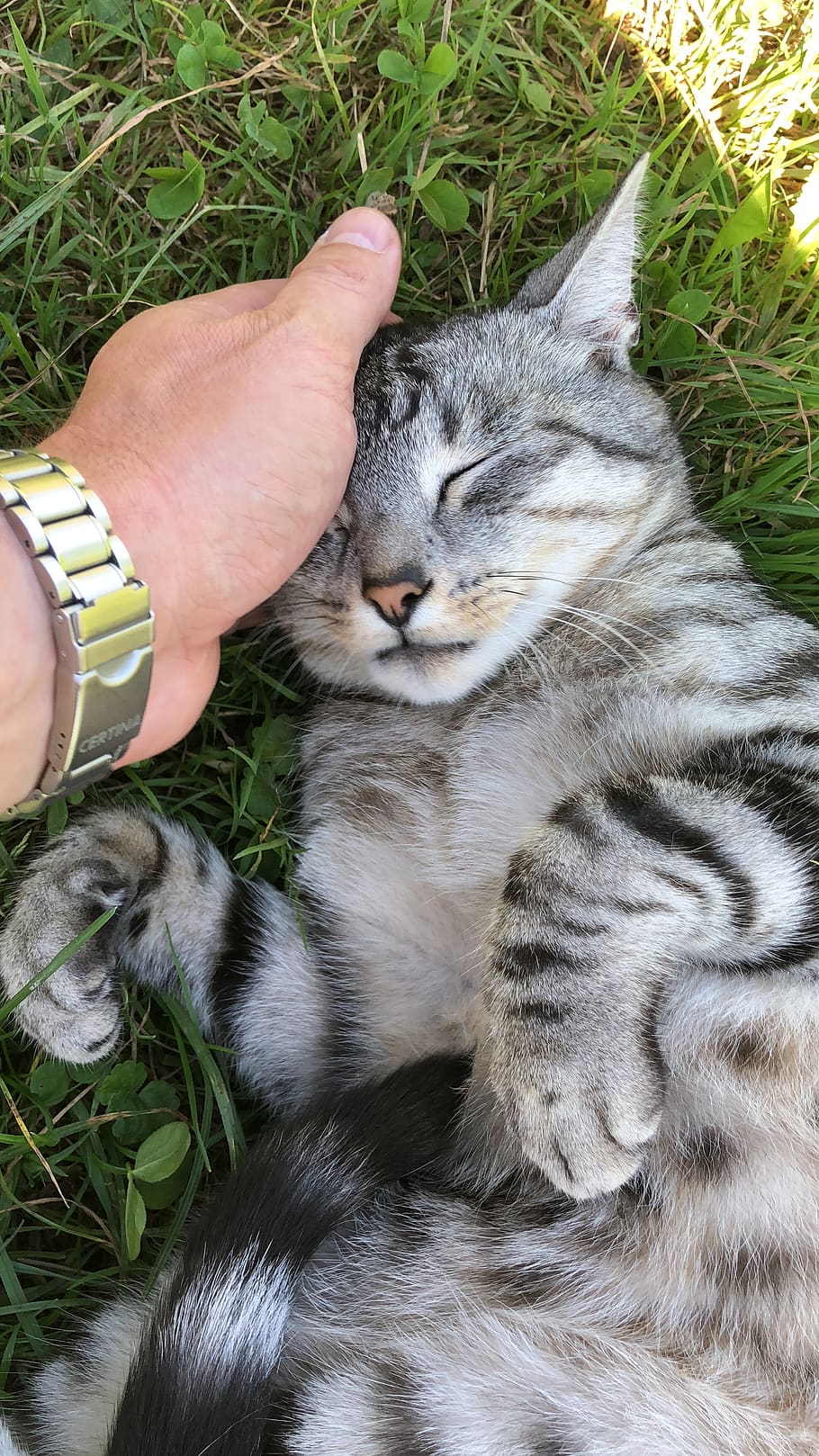 cat, stroke, hand, mackerel, purr, enjoy, relax, domestic cat HD wallpaper
