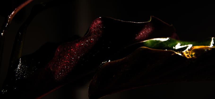 dark, nature, leaf, flower, close up, macro, red, green, yellow HD wallpaper