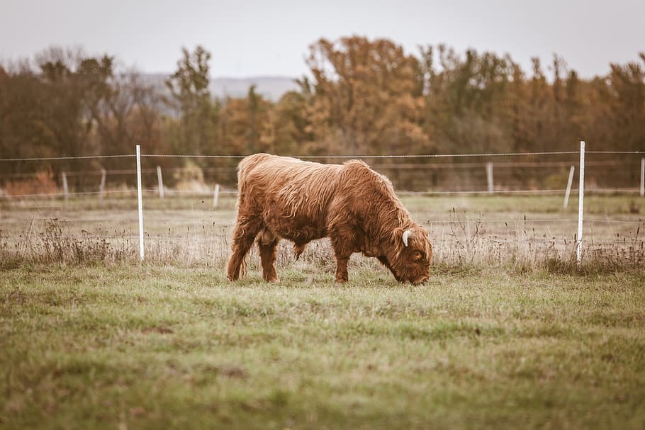 selectbrown bison eating grass, cow, animal, mammal, cattle, bull HD wallpaper
