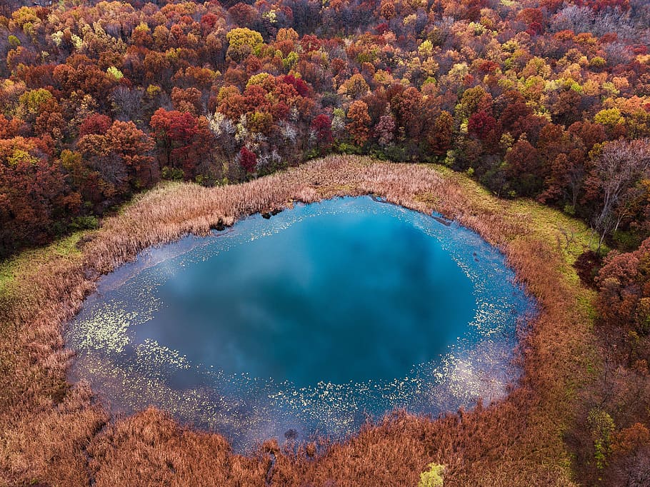 body of water surrounded with trees, foliage, autumn, lake, pond HD wallpaper