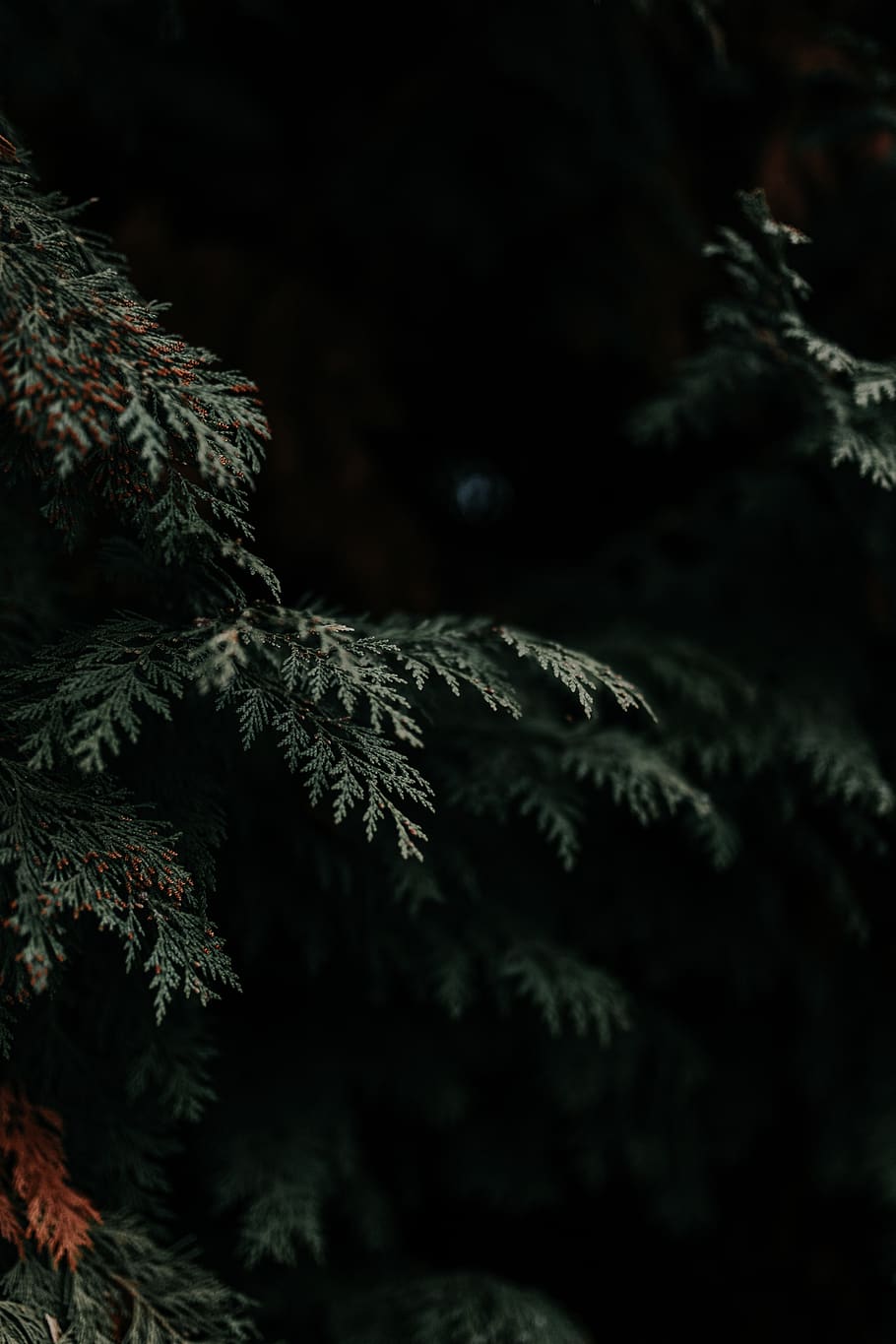 green pine trees, plant, no people, beauty in nature, branch HD wallpaper