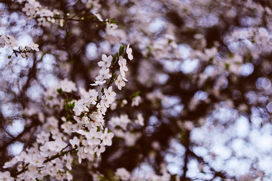 cherry, cherry tree, cherry blossom tree, cherry flowers, bloom HD wallpaper