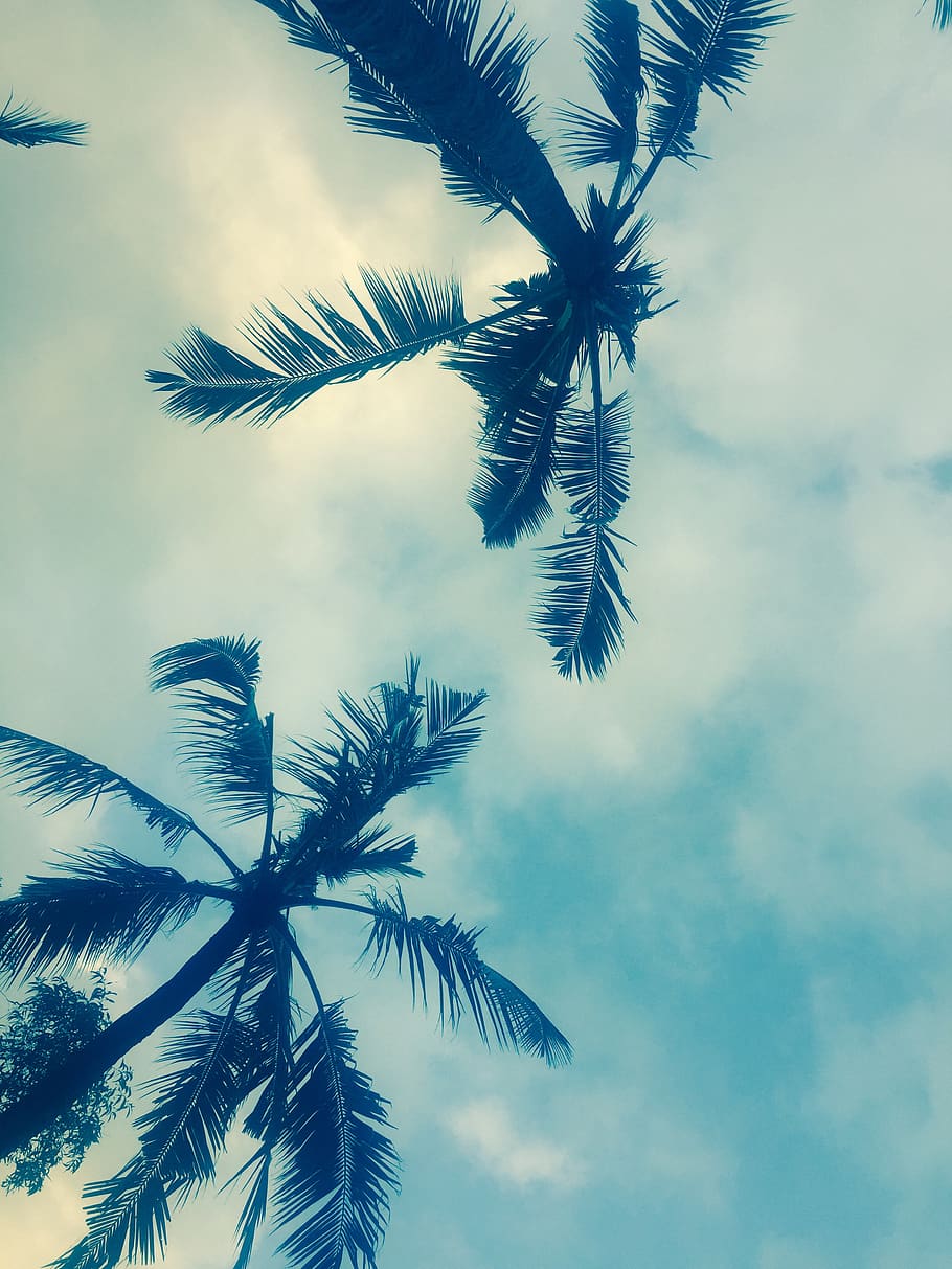 indonesia, bali, palm tree, tropical climate, cloud - sky, plant HD wallpaper