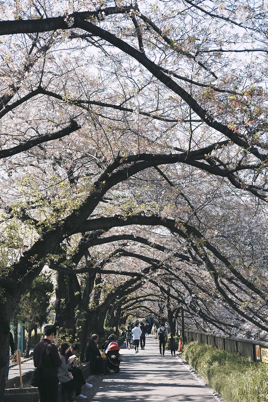 Cherry Blossoms, branches, environment, flora, flowers, japan HD wallpaper
