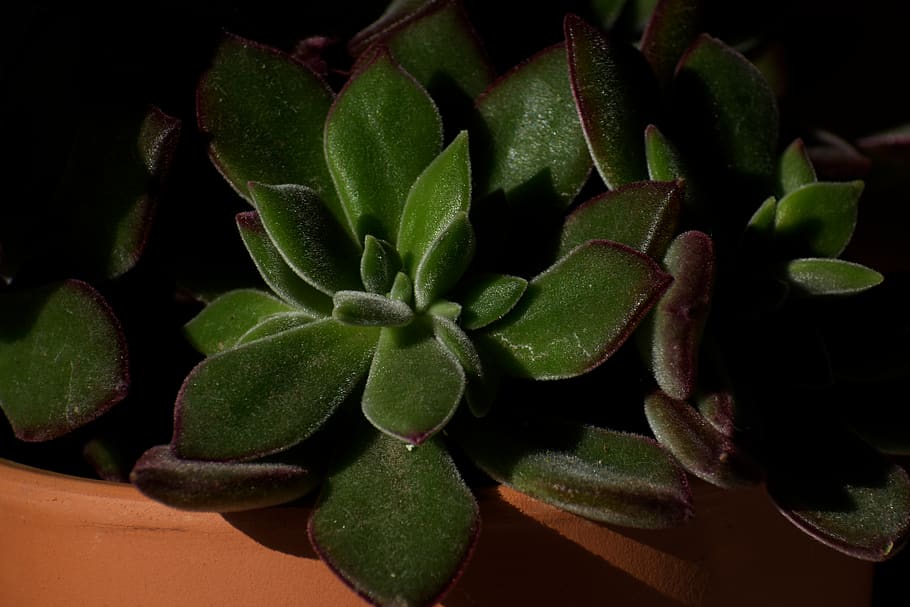 Plant, succulent, nature, growth, green color, leaf, plant part HD wallpaper