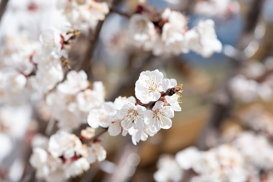 flowers, tree blossoms, white, spring, branch, bloom, nature HD wallpaper