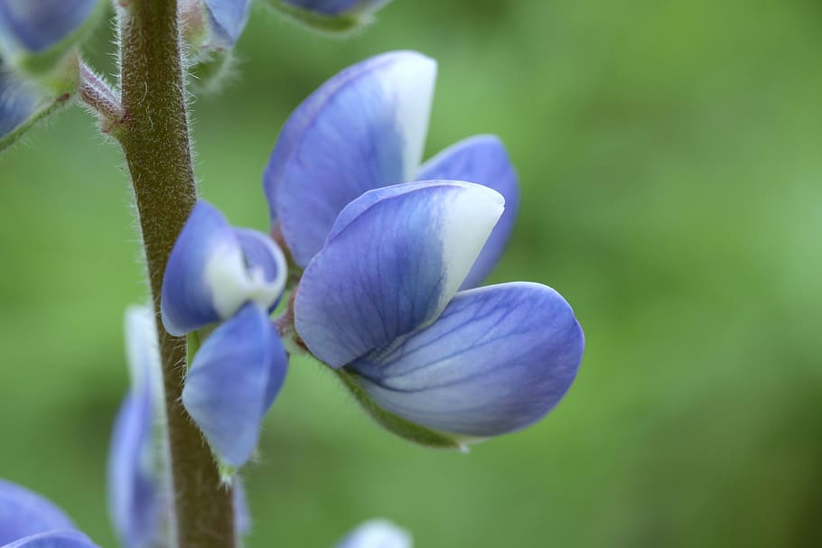 macau, flowers, flowering plant, freshness, beauty in nature HD wallpaper