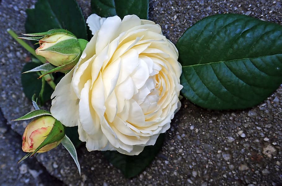 rose, white, flower, perfume, garden, nature, freshness, close-up HD wallpaper
