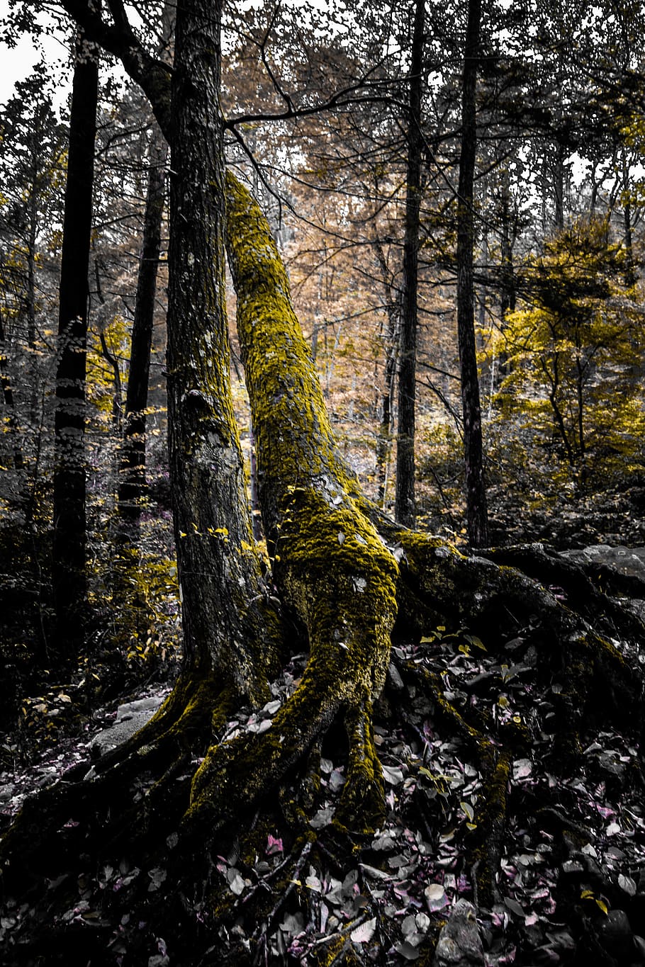 Green Tree, bark, branch, color, dark, daylight, environment HD wallpaper