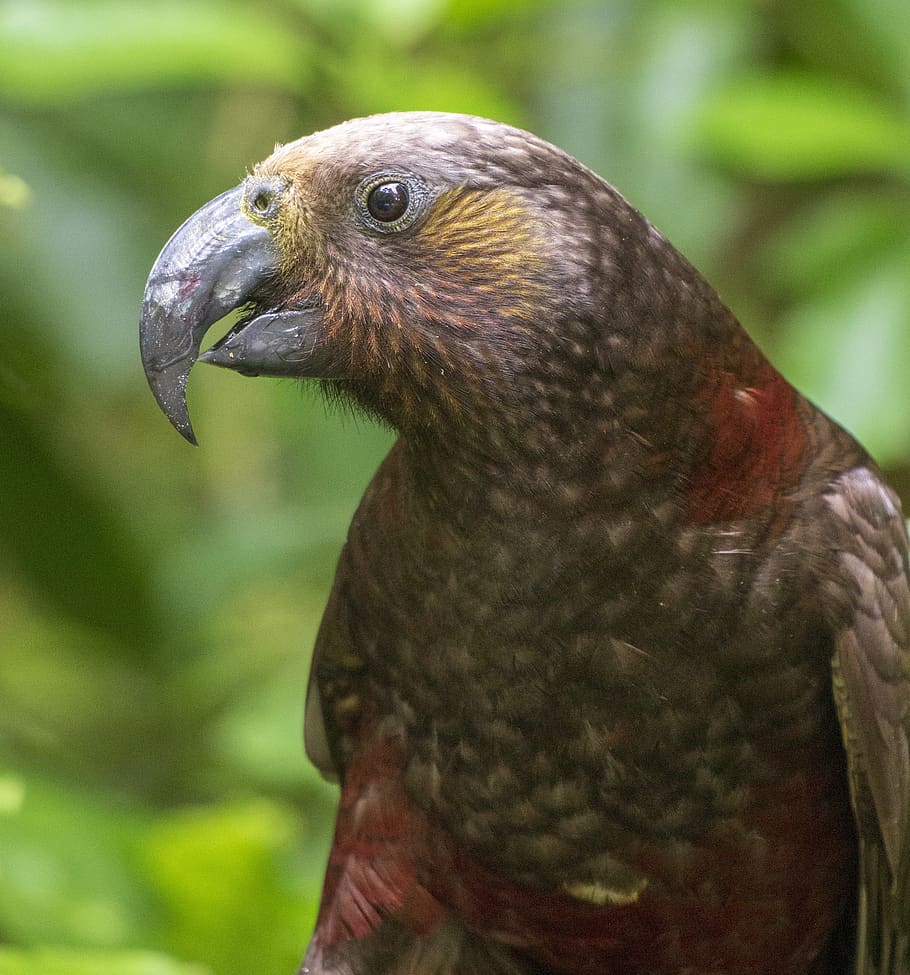 parrot, native, new zealand, kaka, brown, beak, bird, feathers