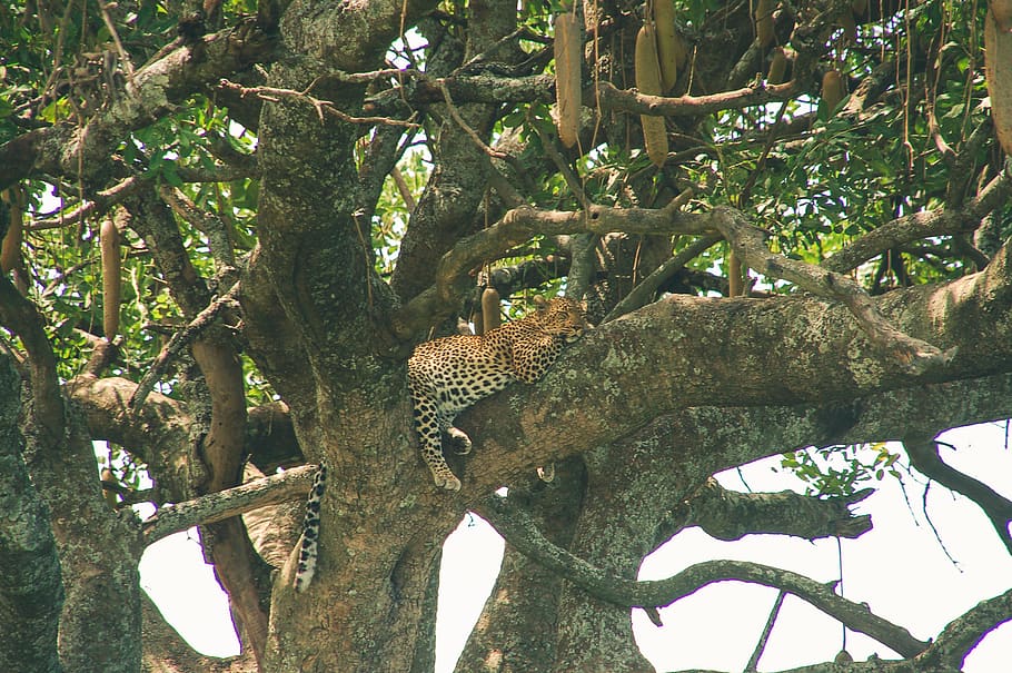 cheetah sleeping on tree during daytime, animals in the wild HD wallpaper