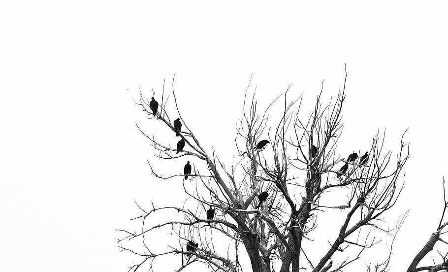 tree without leaf illustration, bird, animal, agelaius, blackbird HD wallpaper