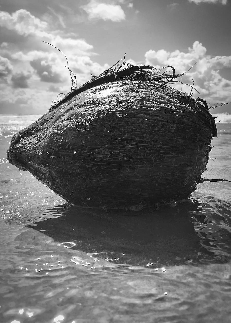 coconut, beach, macro, nature, bandw, water, day, no people HD wallpaper