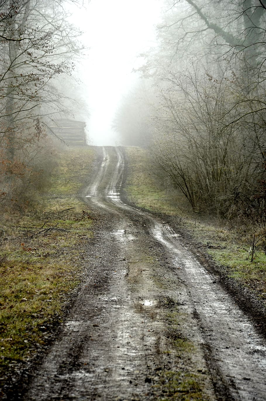 forest, path, winter, wet, wood, trees, nature, fog, trail HD wallpaper