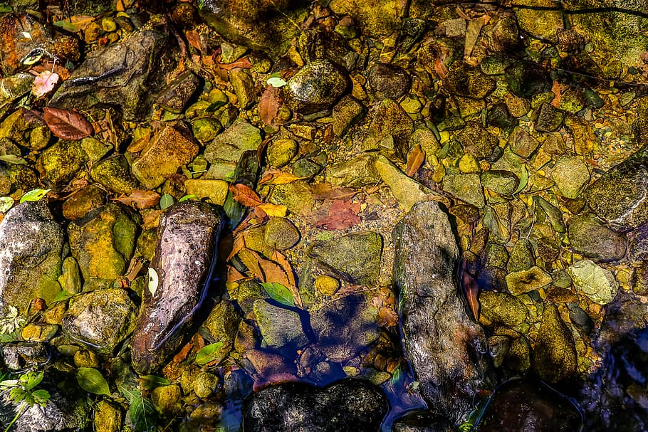green plant, algae, rock, art, painting, aquatic, water, tree HD wallpaper