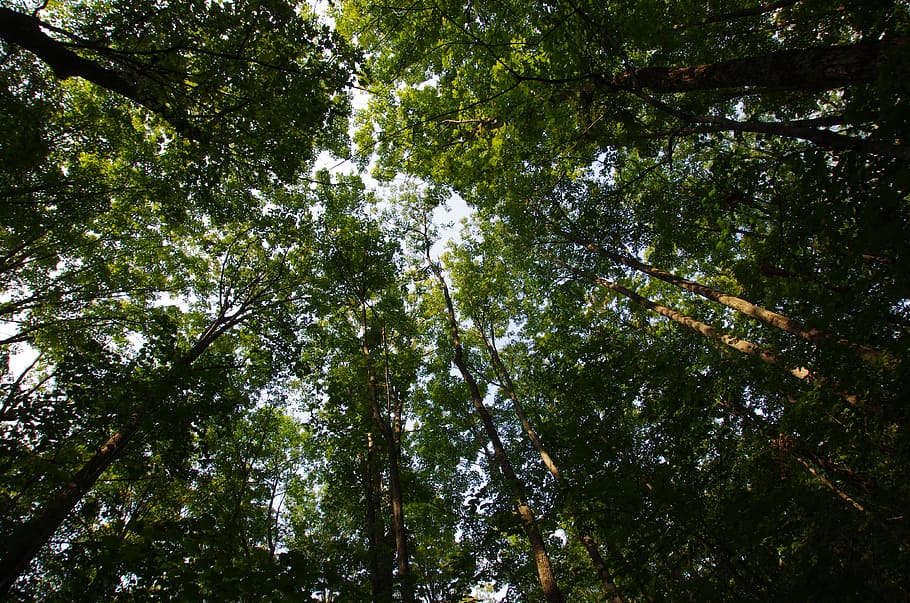 High Green Trees, forest, nature, plant, low angle view, beauty in nature HD wallpaper