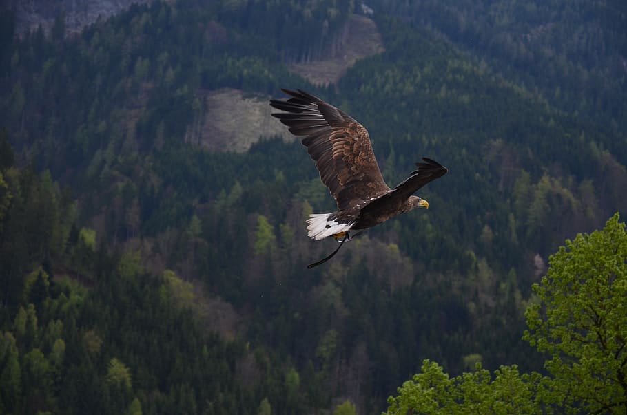 Brown and Black Flying Hawk, animal, bald eagle, forest, trees HD wallpaper