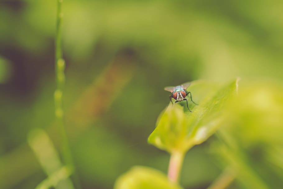 fly perching on green leaf, insect, animal, invertebrate, honey bee HD wallpaper