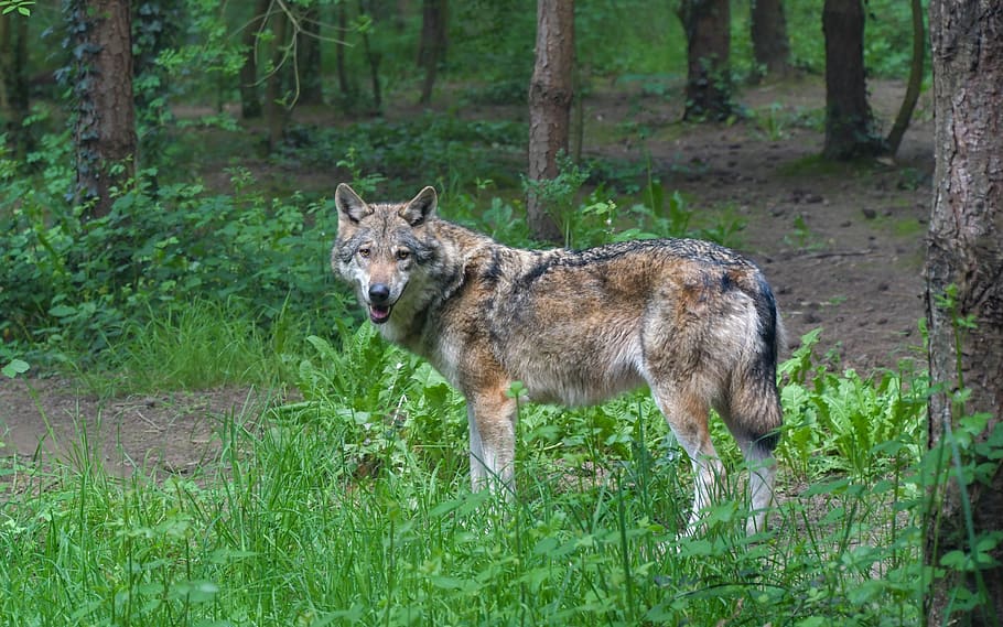 wolf, predator, grey wolf, animal, wild, forest, tree, animal themes HD wallpaper