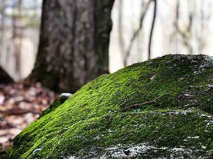 moss, plant, algae, tree trunk, fungus, mushroom, agaric, grass HD wallpaper