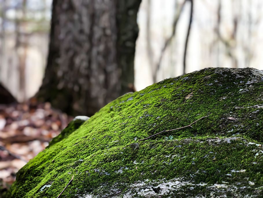 moss, plant, algae, tree trunk, fungus, mushroom, agaric, grass HD wallpaper