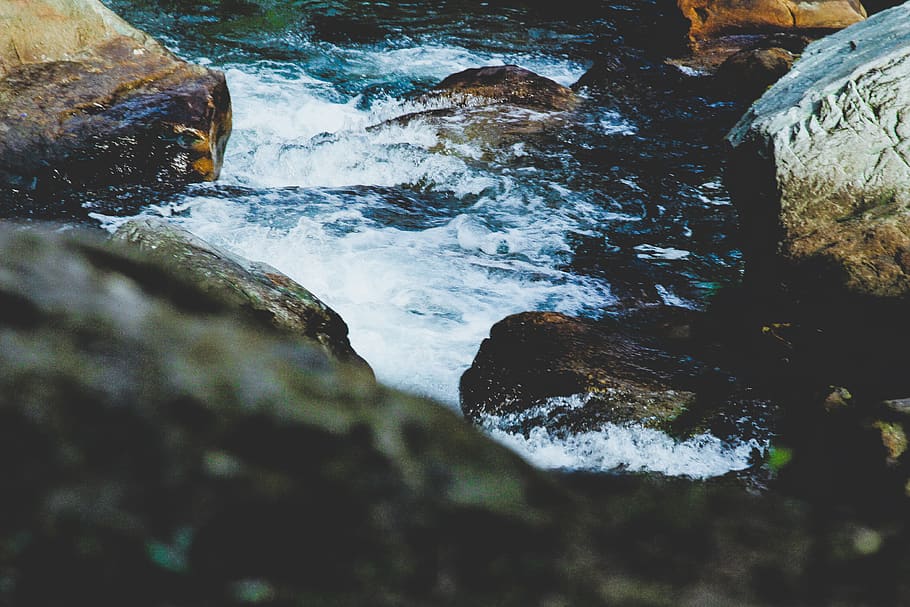 india, water, wallpaper, tree, forest, unsplash, instagra, see HD wallpaper