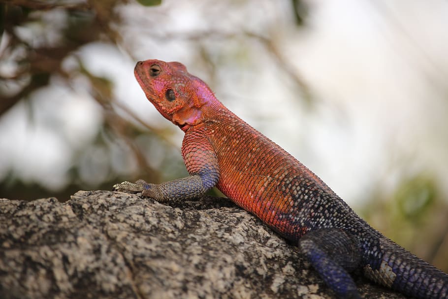 lizard, animal themes, reptile, animal wildlife, animals in the wild HD wallpaper