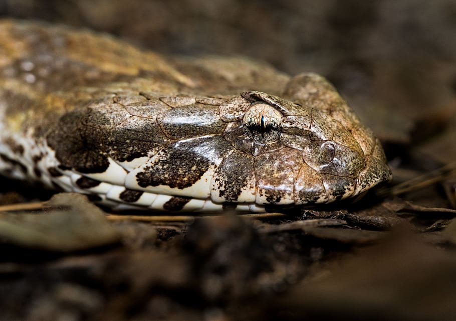 selective focus photo gray snake, reptile, australia, animal HD wallpaper