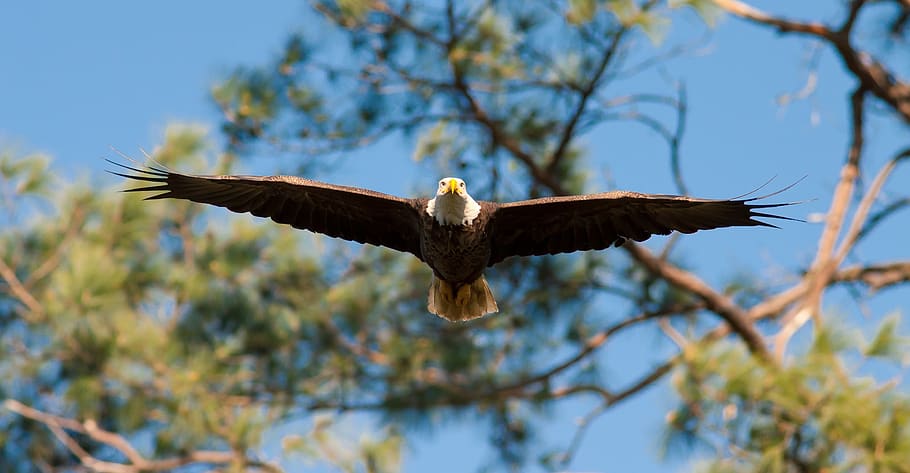 eagle, bald, flying, sky, wings, predator, bird, majestic, soaring HD wallpaper