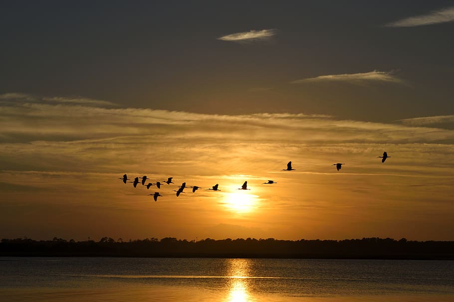 Silhouette Photography of Flock of Flying Birds With Sunset Background HD wallpaper