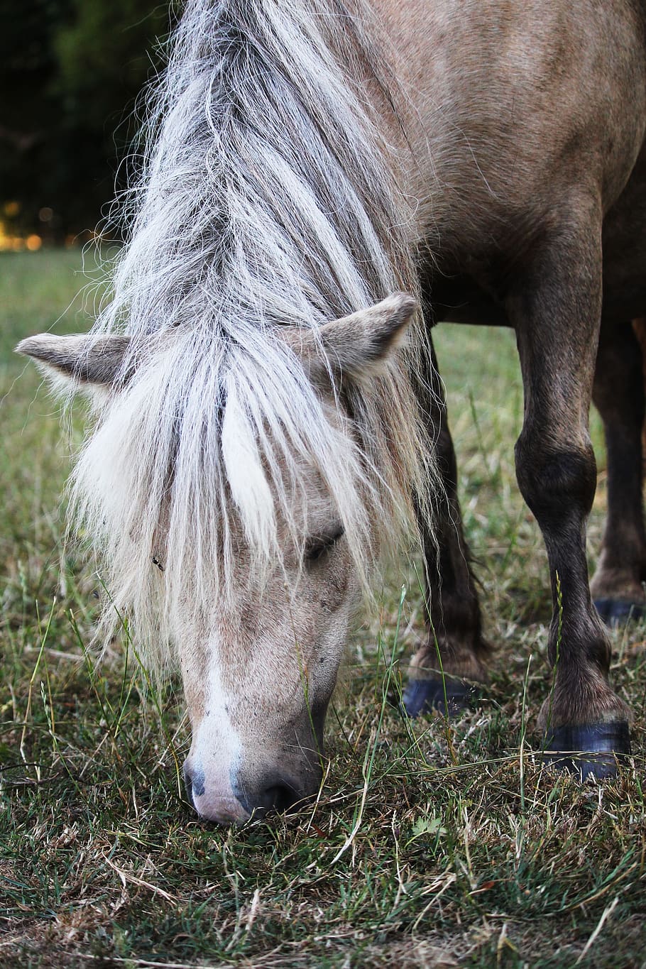 horse, grass, dining, expensive, natural, grassland, eng, mammals HD wallpaper