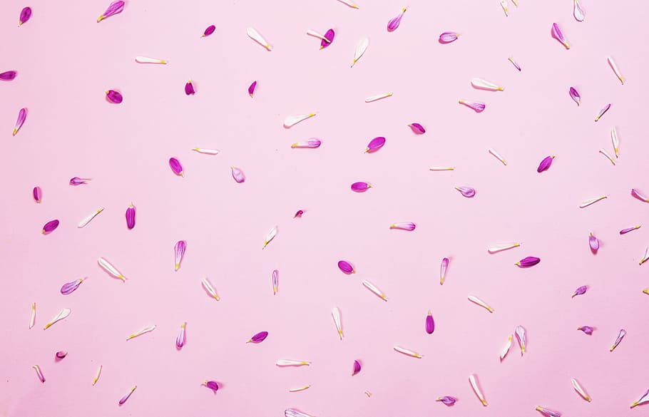 Pink Petals On Pink Photo, Backgrounds, Seasons, Spring, pink color HD wallpaper