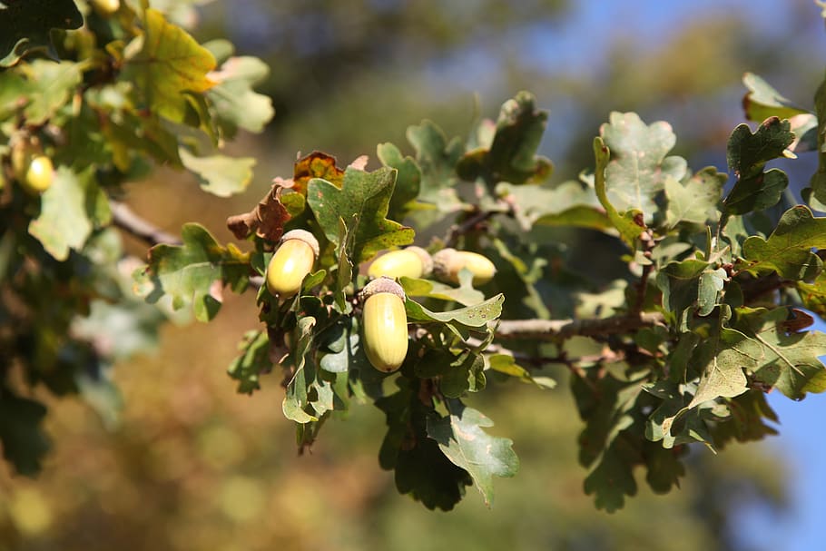 oak, acorns, fall, nature, tree, fruit, growth, plant, food and drink, HD wallpaper