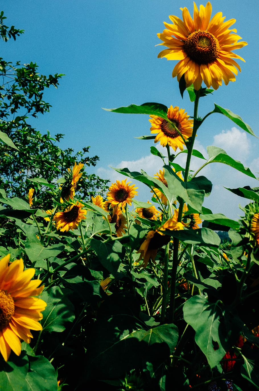 sunflower field, plant, flowering plant, growth, vulnerability HD wallpaper