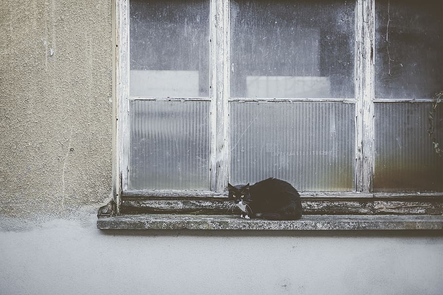 black cat lying on window, home decor, door, outdoors, nature, HD wallpaper