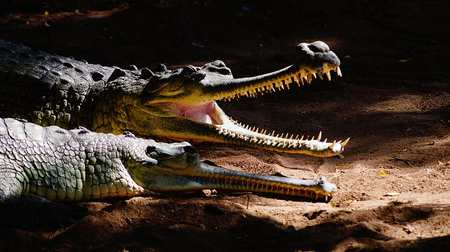 reptile, crocodile, wildlife, nature, alligator, water, animal, HD wallpaper