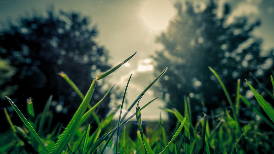 green, grass, sun, plant, nature, green color, no people, beauty in nature HD wallpaper