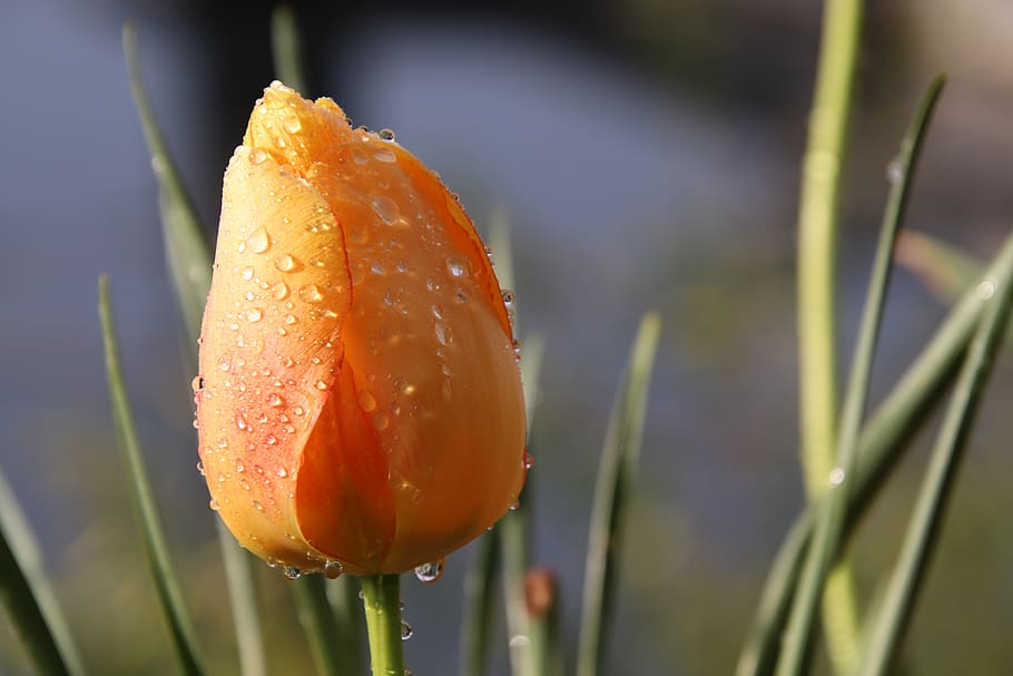 tulip, yellow, dew, droplets, spring, flowers, nature, plants HD wallpaper