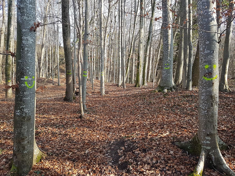 switzerland, vufflens-le-château, season, autumn, grey, leaves, HD wallpaper