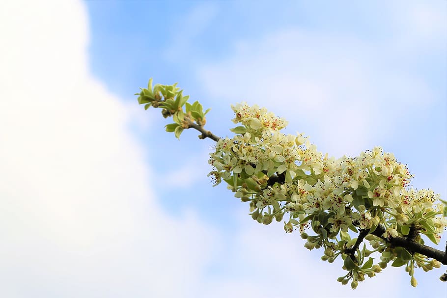 flower, nature, branch, tree, plant, spring, ahlat, blooming HD wallpaper