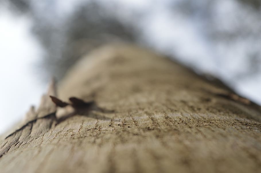 spain, galicia, selective focus, close-up, wood - material HD wallpaper