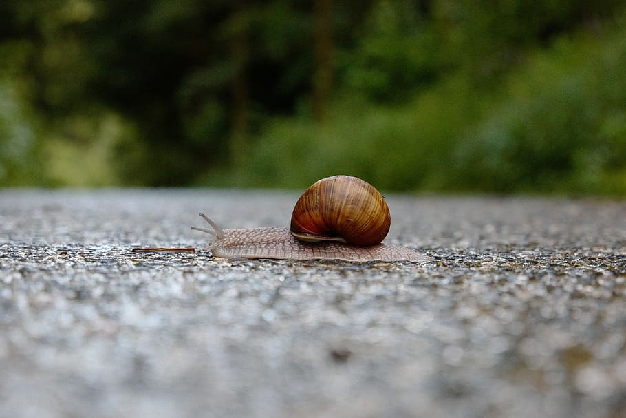 snail, shell, slowly, mollusk, probe, reptile, crawl, snail shell HD wallpaper