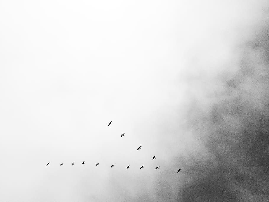 birds, avila, clouds, sky, animal wildlife, animals in the wild HD wallpaper