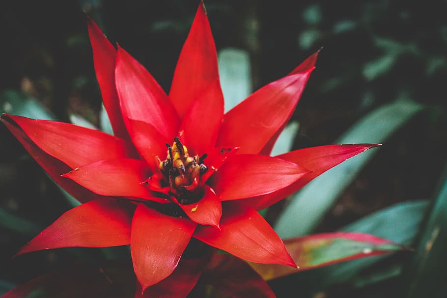 Red Flower, beautiful, botanical, bright, flora, petals, public domain images HD wallpaper